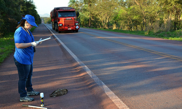 Equipe percorre rodovia retirando os animais da pista (Foto: Divulgação)
