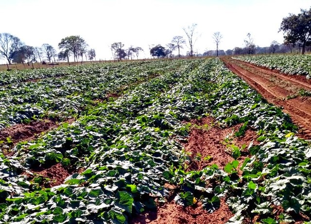Oficina planeja ações para fomento da agricultura familiar em Brasilândia Plantação de abóbora na propriedade do Sr. Arlindo - Assessoria de Comunicação de Brasilândia