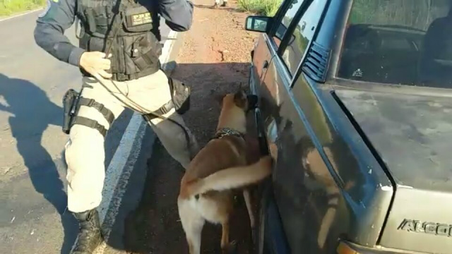 Cães farejadores encontram maconha em carro abandonado na BR- 262 Os cães encontraram o entorpecente em um fundo falso do veículo. (Foto: Assessoria/PRF)