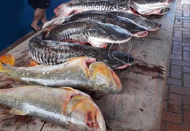 Bataguassu - PMA prende três turistas com 80 kg de pescado e aplica multa de quase R$ 7 mil Imagens: Divulgação / PMA
