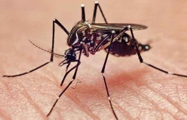 A dois meses do final do ano, casos suspeitos de dengue em Três Lagoas aproximam-se dos 5.500