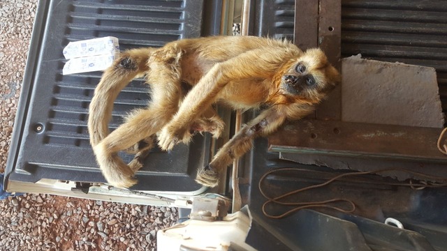 CCZ e PMA de Três Lagoas capturam macaca ferida na região da Ilha Comprida A equipe constatou que o macaco era uma fêmea da espécie Bugio (Foto/Assessoria)