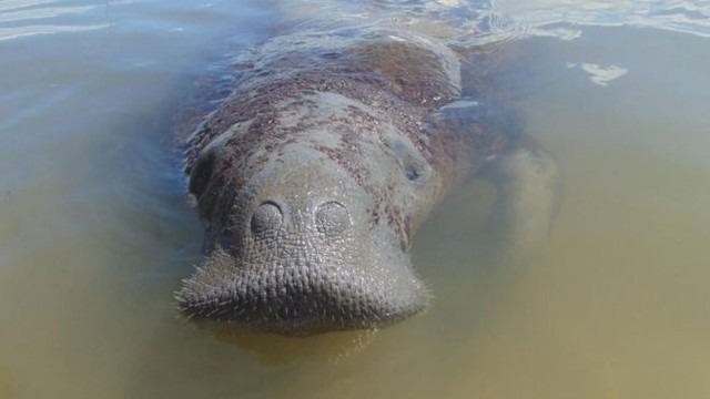 Astro, o peixe-boi que sobreviveu a 13 atropelamentos e agora está sob ameaça do petróleo no Nordeste Astro foi reintroduzido na natureza em 1994, após ter encalhado ainda filhote — Foto: Acervo FMA