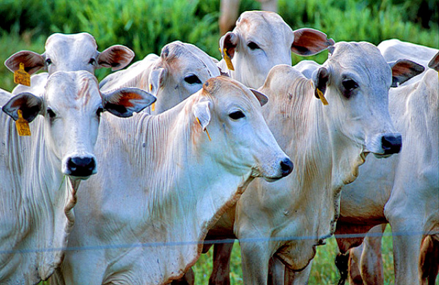 Preço do boi gordo ultrapassa R$ 136/@ em MS Em relação ao ano anterior, quando Mato Grosso do Sul exportou 10,6 mil toneladas de carne bovina (Foto:Reprodução)