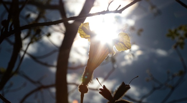 Domingo de tempo firme e calor próximo aos 40°C em Mato Grosso do Sul Divulgação