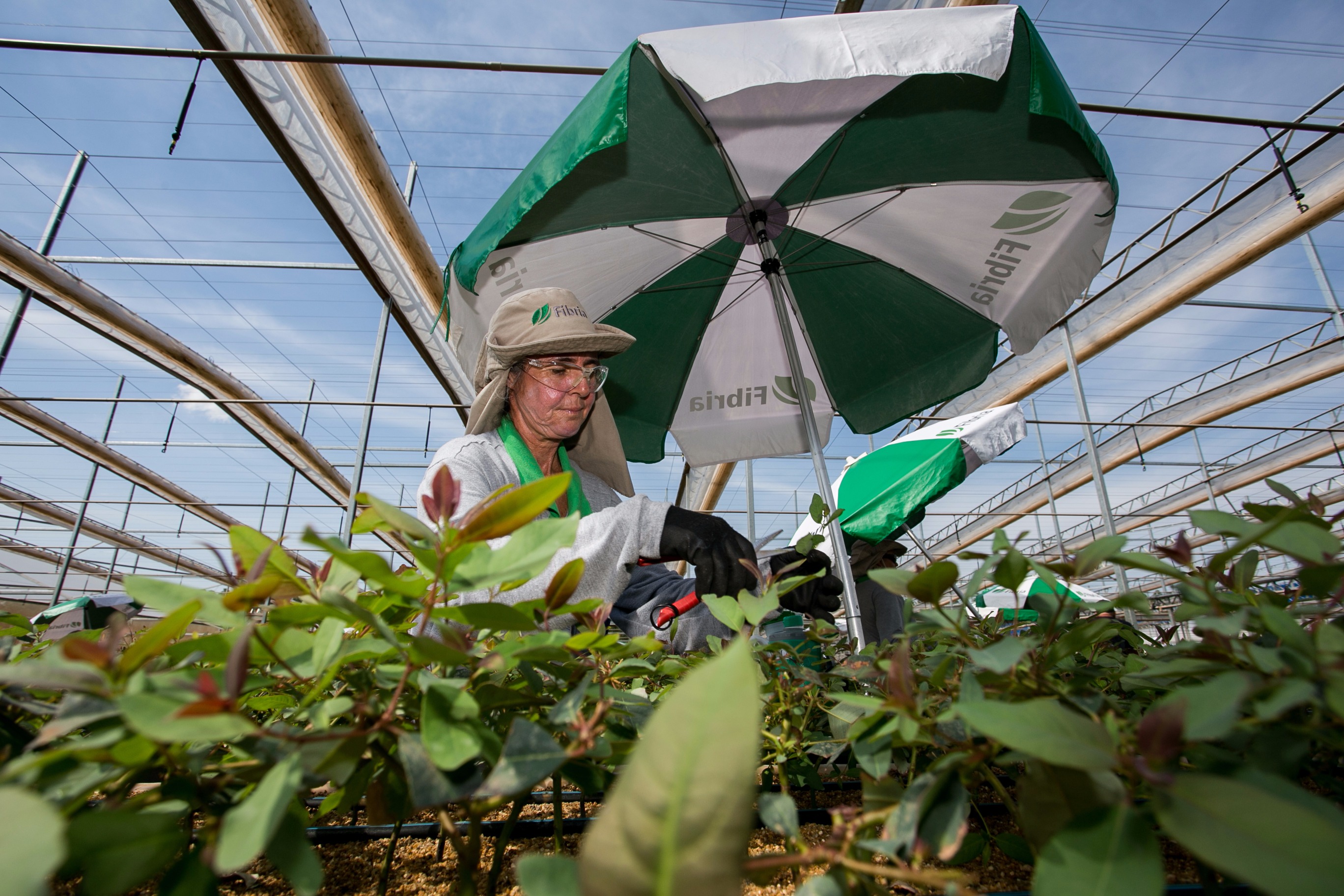 Colaboradora da Fibria no viveiro de mudas de eucalipto. (Fotos: YGOR ANDRADE/PERFIL NEWS). 