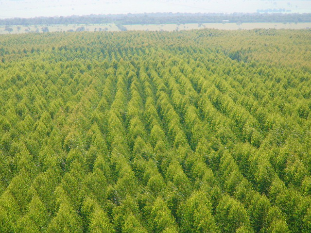Amata completa dois anos de trabalho no Mato Grosso do Sul A Amata chegou na região há dois anos em busca de ampliar seu portfólio com o plantio de eucalipto (Foto: Reflore MS)