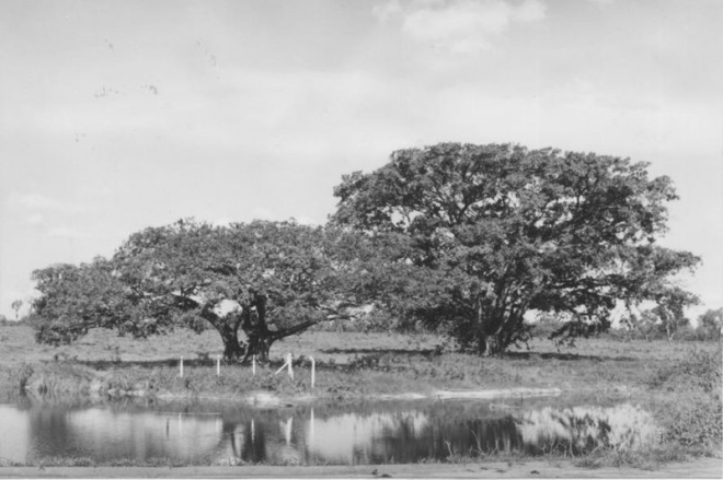 Três Lagoas surgiu da Fazenda das Alagoas Essa era a paisagem rural de Três Lagoas há quase 100 anos.