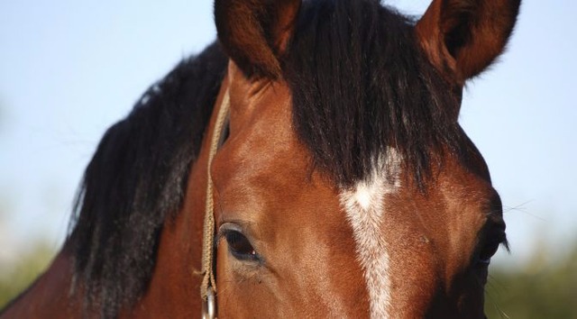 Iagro alerta que atestado de vacinação contra Influenza Equina é obrigatório para transporte de animais A validade da imunização para emissão da Guia é de no máximo 360 dias e os equídeos com idade inferior a 6 meses são isentos da apresentação de atestado de vacinação contra Influenza Equina, desde que acompanhados da mãe portando atestado. (Foto: Divulgação/Assessoria)