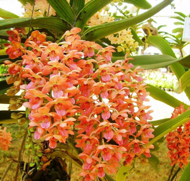 No último dia de visitação, haverá sorteio de flores.(Foto:Assessoria)