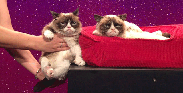 Grumpy Cat, gata emburrada estrela na internet, ganha R$ 2,2 milhões em ação por direitos de imagem Grumpy Cat posa ao lado de sua escultura em museu de cera (Foto: Madame Tussauds/Reprodução)