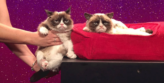 Grumpy Cat posa ao lado de sua escultura em museu de cera (Foto: Madame Tussauds/Reprodução)