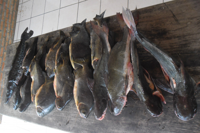 35 kg de pescado estavam acima do que os pescadores podiam capturar (Foto: Divulgação/Assecom)