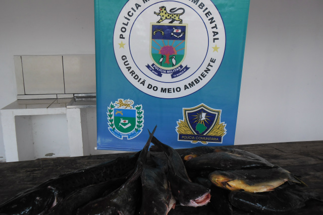 Os peixes eram das espécies barbado, pintado, piavuçu e pacu (Foto: Divulgação/PMA MS)