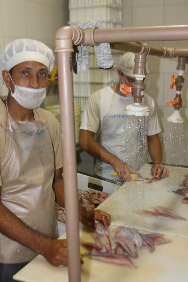 De peixeiros a empresários da gastronomia premiada Padrão - higienização e filetagem da tilápia