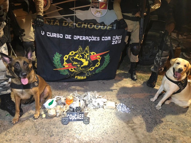 5° Curso de Operações com Cães é realizado no Batalhão de Choque da PM da Bahia com efetivo de Três Lagoas O curso deve a duração de aproximadamente dois meses, teve um total de 60 inscritos e iniciou com 33 policiais e se formaram 22 cachorreiros (Foto/Assessoria)
