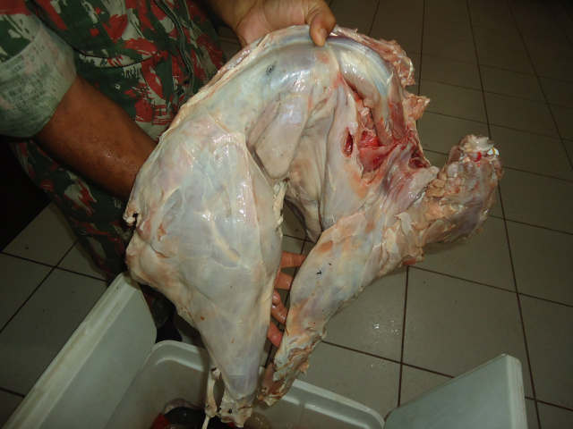 Animal silvestre da espécie veado abatido com arma de fogo de uso restrito (Foto:Assessoria)