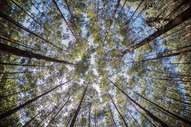 A Eldorado Brasil contrata especialistas em Ecofisiologia e Meteorologia Florestal e especialista em Biotecnologia Florestal A Eldorado Brasil contrata especialistas em Ecofisiologia e Meteorologia Florestal e especialista em Biotecnologia Florestal