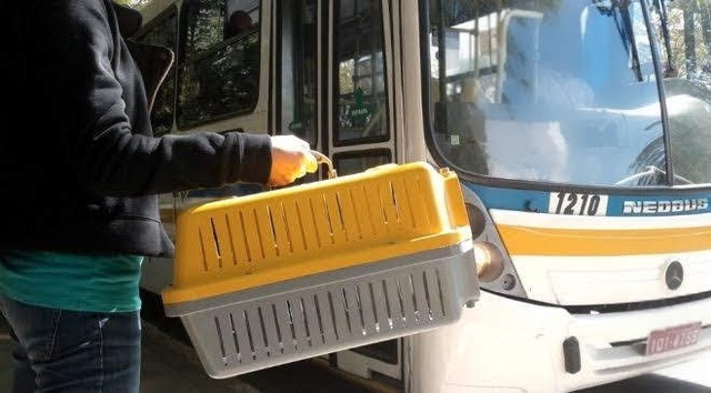 Tá liberado: 'pais' de pets agora podem passear com 'filhos' em ônibus em todo o MS Foto: Ilustração/O Defensor