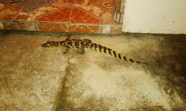 Jacaré invade casa no centro de Três Lagoas e assusta moradores Jacaré foi encontrado no quintal da casa. (Foto: Divulgação).