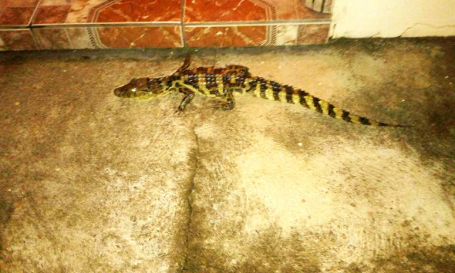 Jacaré invade casa no centro de Três Lagoas e assusta moradores Moradora contou que o animal estava agitado e violento. (Foto: Divulgação).
