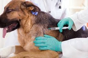 Cães e gatos têm mais um dia de vacina em sete diferentes locais