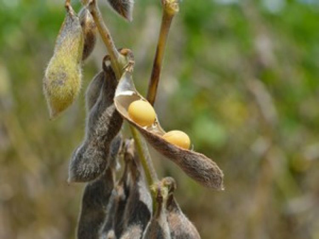 Especialista aponta queda nas cotações da soja e do milho (Foto: Anderson Viegas / Agrodebate)
