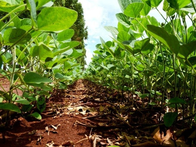 Agricultores de MS estão preocupados com a queda do dólar na reta final do plantio de soja A queda do dólar nas últimas semanas já traz impactos no campo em Mato Grosso do Sul — Foto: Aprosoja-MS/Divulgação