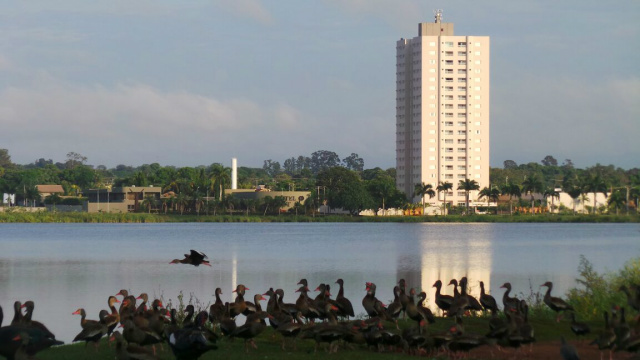 Aves puderam ser vistas na manhã de hoje (02) na Lagoa Maior em Três Lagoas. (Foto: Divulgação)