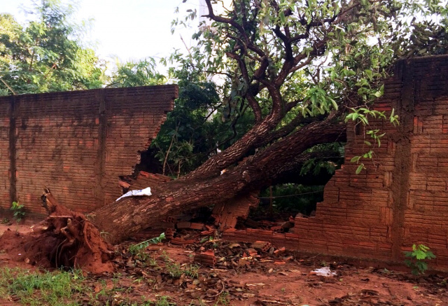 Tempestade causa destruição e deixa Três Lagoas às escuras e alagada Na rua Egídio Thomé, uma árvore caiu e atingiu um muro. (Foto: Divulgação).