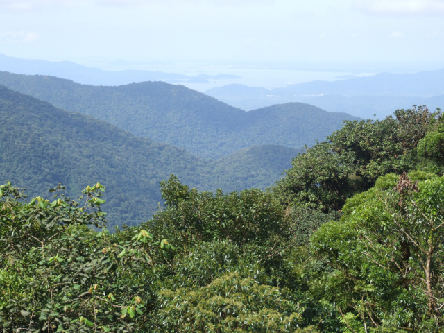 Preservação da biodiversidade na Mata Atlântica custaria 0,01% do PIB Com US$ 198 milhões, seria possível restaurar 424 mil hectares de Mata Atlântica (Foto: Google Imagens)