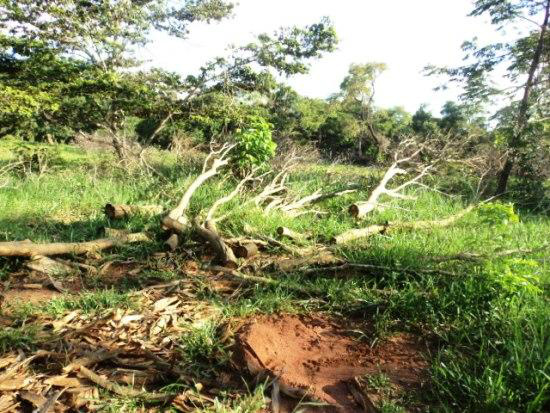 Árvores das espécies angico e faveiro foram derrubadas pelo fazendeiro (Foto: Divulgação)