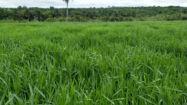 Equipe da SEMEA e produtores rurais participam de “Dia de Campo” sobre cultivo e manejo de pastagem