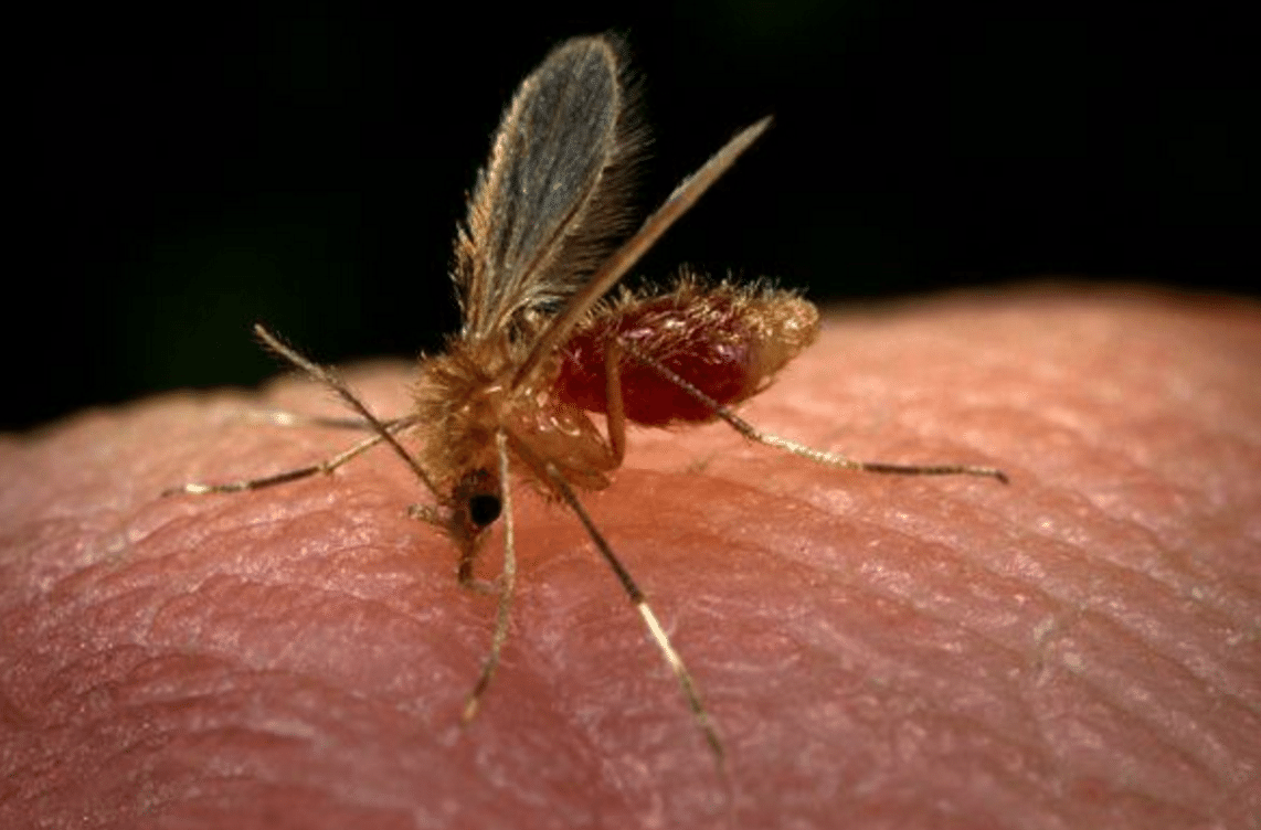 A transmissão é feita por um mosquito depois de picar um mamífero infectado como cães (Foto/Divulgação)