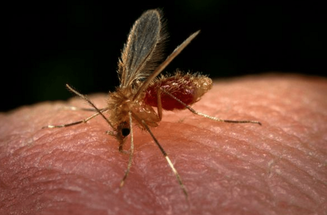 MS tem 4 mortes por leishmaniose e 49 casos confirmados nos seis primeiros meses do ano A transmissão é feita por um mosquito depois de picar um mamífero infectado como cães (Foto/Divulgação)