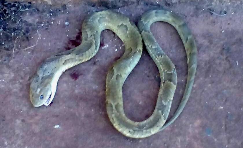 Em Castilho, cobra aparece ao lado de carrinho com bebê Animal foi morto pelo avô da criança. (Foto: Reprodução/ Arquivo pessoal).