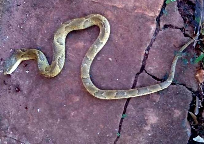 Em Castilho, cobra aparece ao lado de carrinho com bebê (Foto: Reprodução/ Arquivo pessoal).