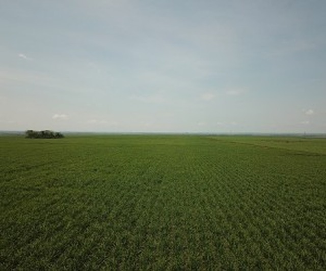 Colheita de cana-de-açúcar soma 2,2 milhões de toneladas em outubro Produção de etanol teve crescimento de 20% em relação a safra anterior - Foto: Ascom Biosul