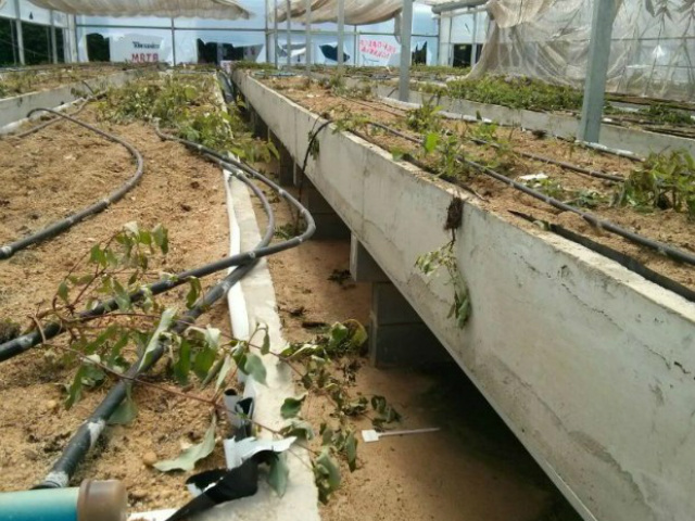 As vândalas destruíram mudas de 14 anos de pesquisa (Foto: TV Tem)