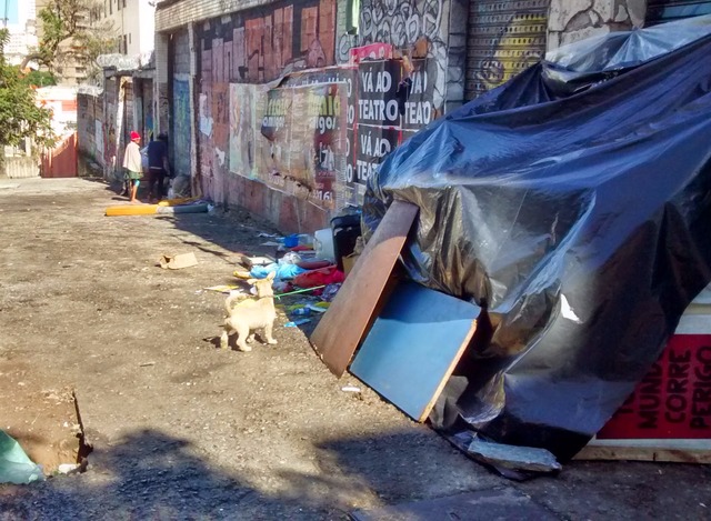 Obrigado a dormir com cão, pai é expulso de casa após pegar sarna