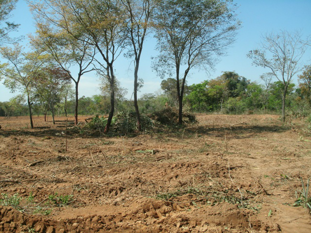 Os policiais localizaram um desmatamento de 6 hectares de área de vegetação nativa de cerrado (Foto: Divulgação/PMA MS)