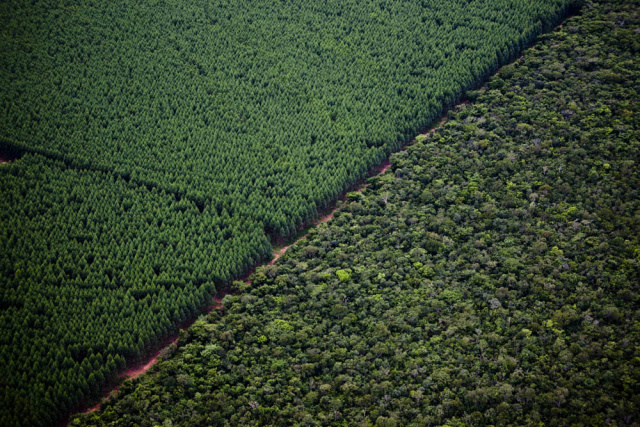 Auditores anuais comprovam compromissos da Fibria em certificações florestais A Fibria segue princípios, critérios e indicadores FSC para avaliação do manejo de plantações florestais no Brasil, segundo os padrões interinos do Rainforest Alliance (Foto: Divulgação/Assecom)