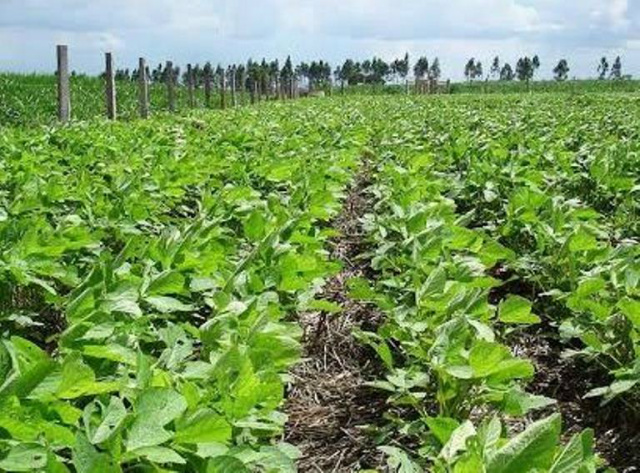 Dia de Campo mostra tecnologia para recuperação de pastagens O evento é voltado para produtores, profissionais do setor rural, acadêmicos e interessados em geral (Foto: Divulgação/Assecom)