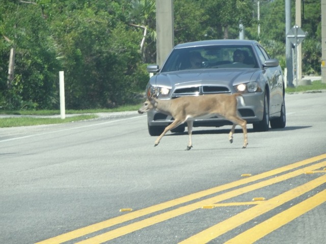 Pesquisador flagrou cervo atravessando a estrada e um motorista que esperou o animal passar: 