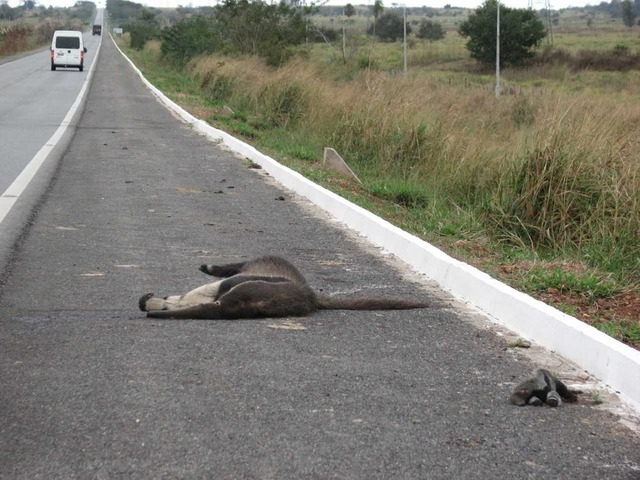 'Rodovia da Morte': seis animais morrem atropelados por dia na BR-262 Tamanduá fêmea foi atropelada junto com o filhote na BR-262:
