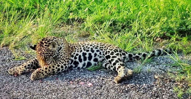 Onça atropelada na BR-262: 'Felinos, mesmo ágeis, são vítimas constantes de atropelamento na região', diz pesquisador — Foto: Aguinaldo Silva/Arquivo pessoal

