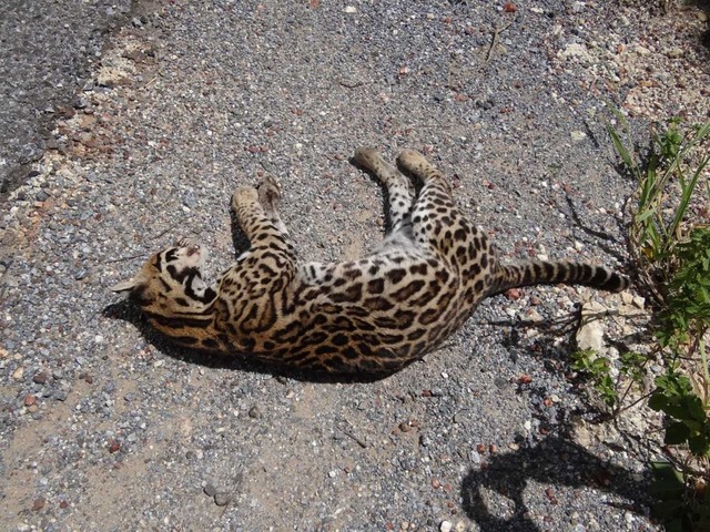 'Rodovia da Morte': seis animais morrem atropelados por dia na BR-262 Jaguatirica atropelada na BR-262;