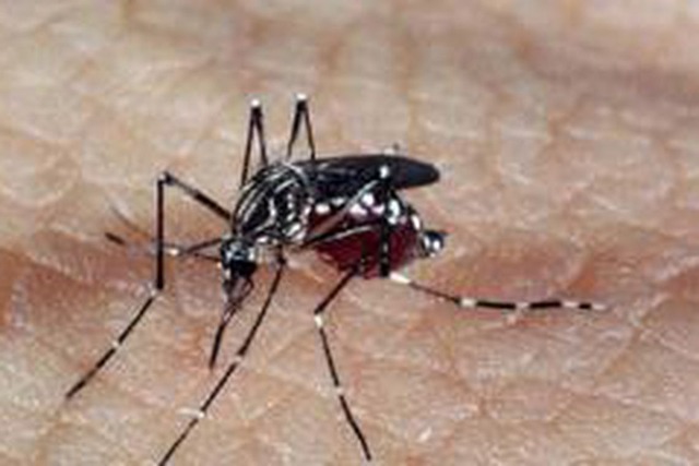 Aplicativo já identificou mais de 8 mil focos do Aedes desde 2017 Arquivo Agência Brasil