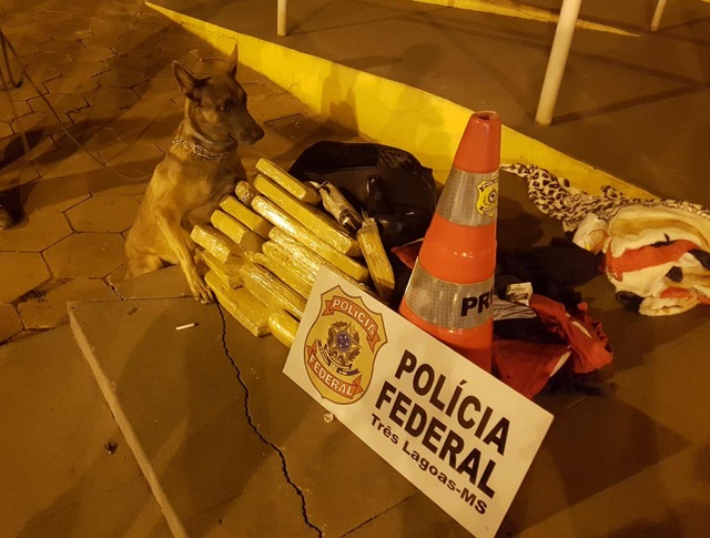 Cão da Polícia Federal de Três Lagoas encontra drogas na mala de menor de idade dentro de ônibus Céu ao lado das drogas apreendidas. Foto: PF Três Lagoas