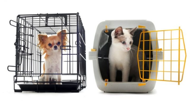 Lei sobre transporte intermunicipal de animais entra em vigor MPE constatou as más condições de transportes dos animais domésticos em ônibus intermunicipais. - Foto: Divulgação web